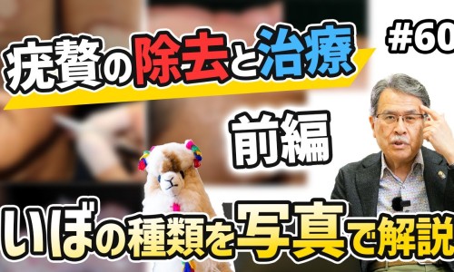 穿贝粉功效与作用-穿贝粉功效网 - 为你提供穿贝粉功效与作用、穿贝母图片